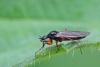 Bibio varipes